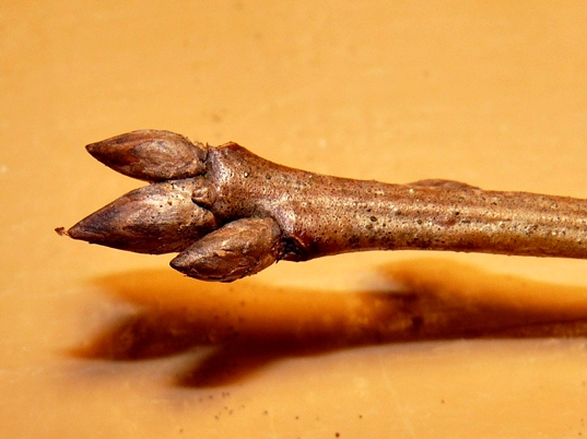 {Quercus shumardii}